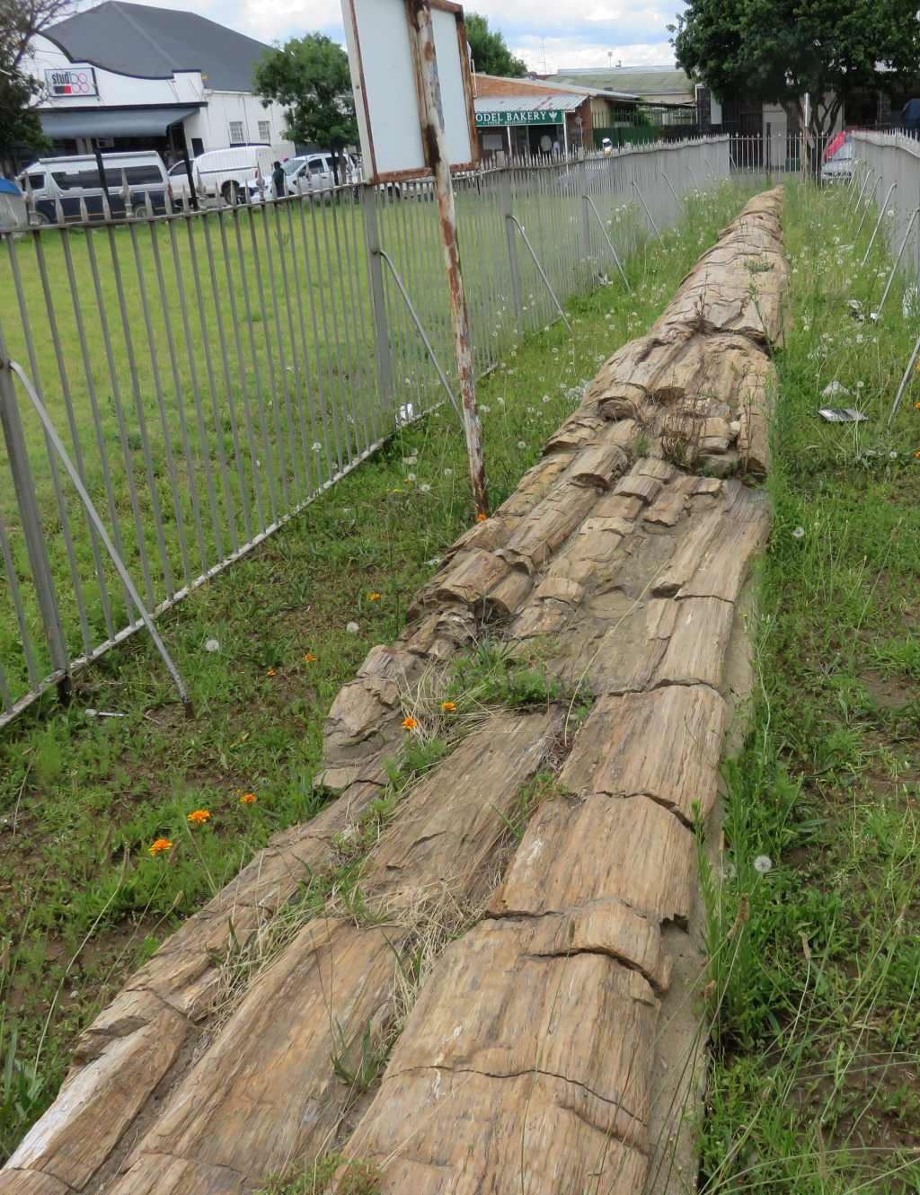 Harrismith fossilised tree